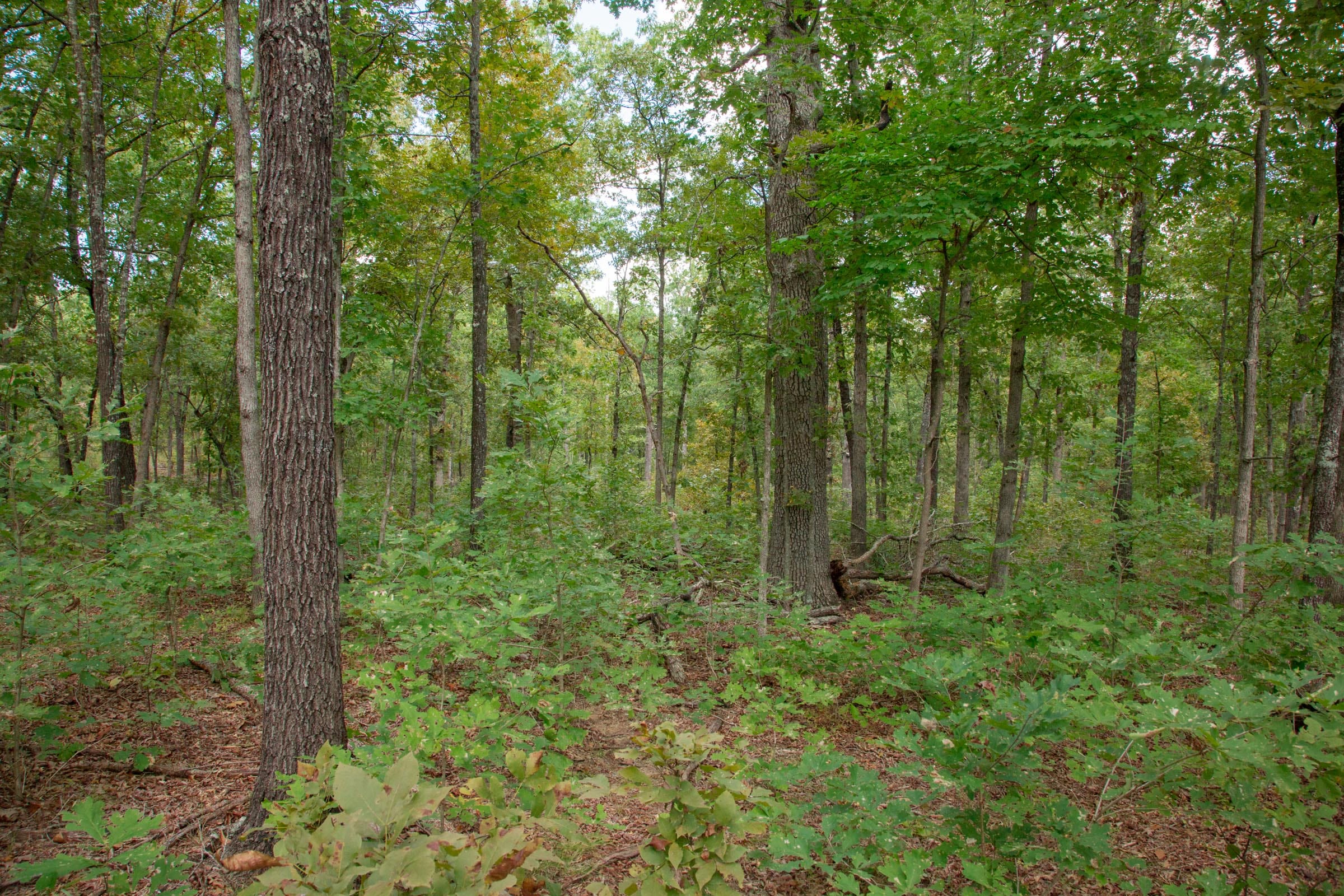 Wagon Wheel Ranch Tract 30 photo 8