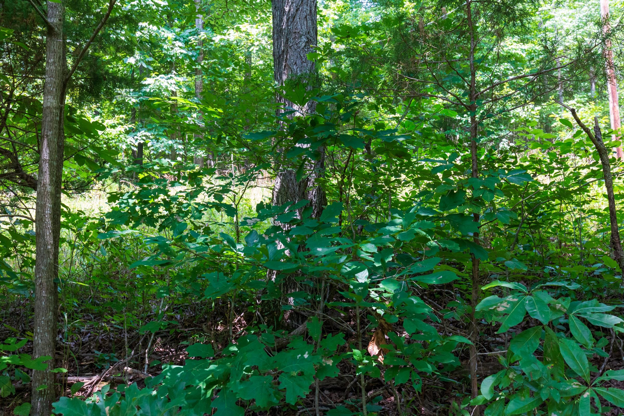 Cypress Ridge Tract 3 photo 3
