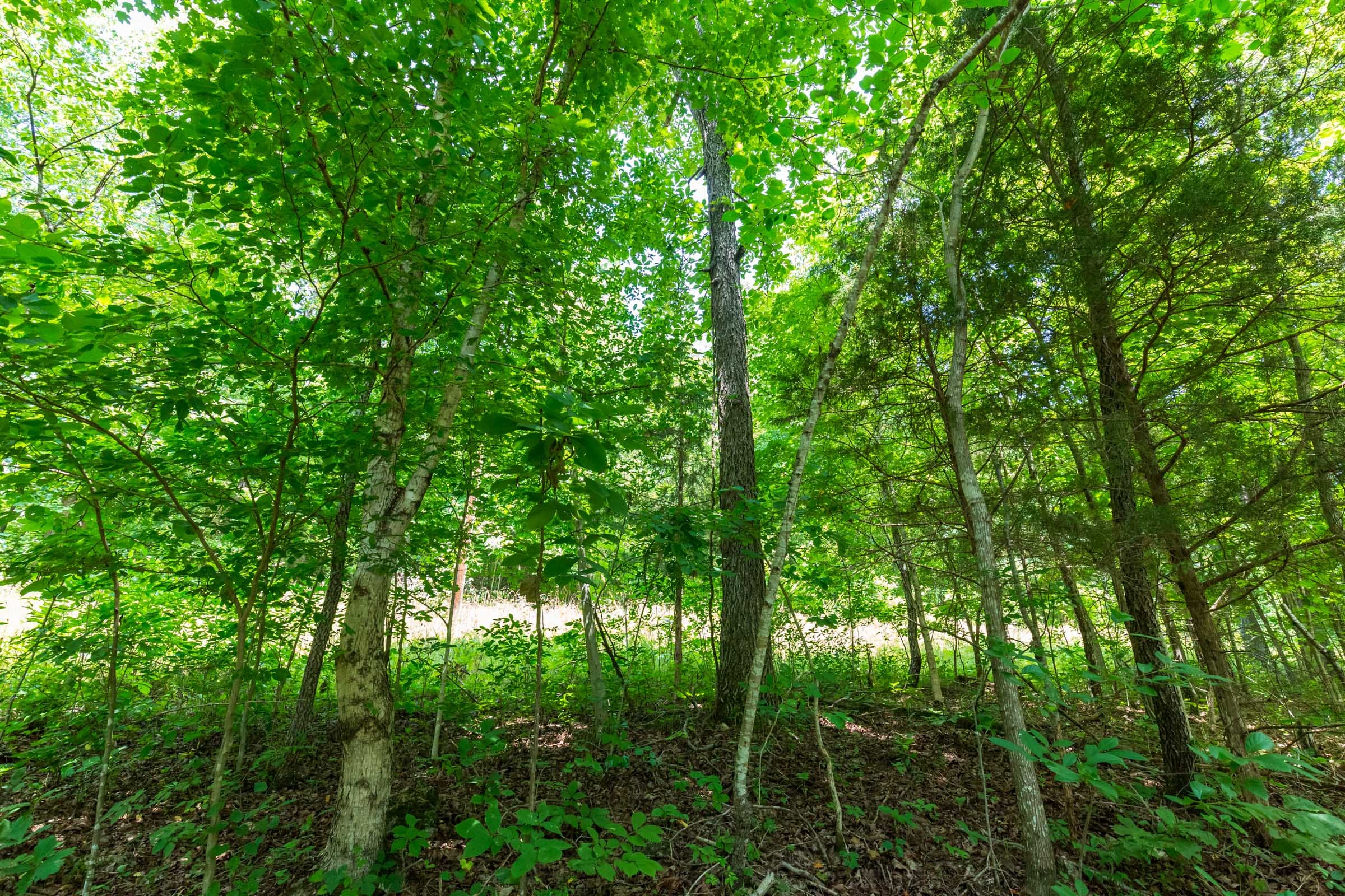 Cypress Ridge Tract 3 photo 4