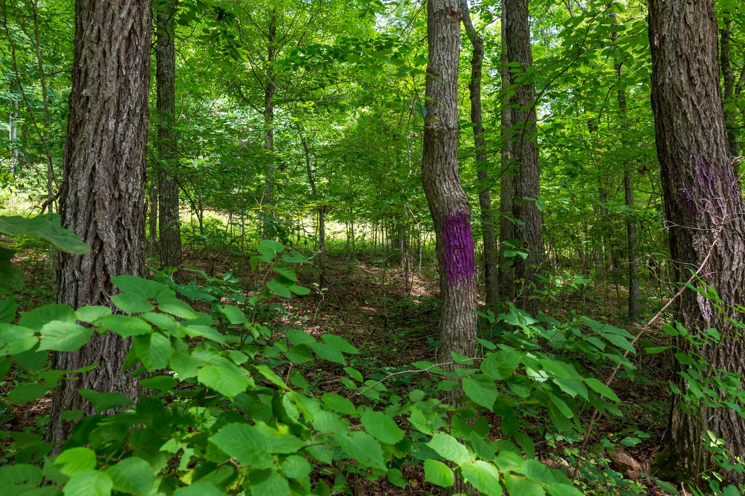 Cypress Ridge Tract 3 photo 7