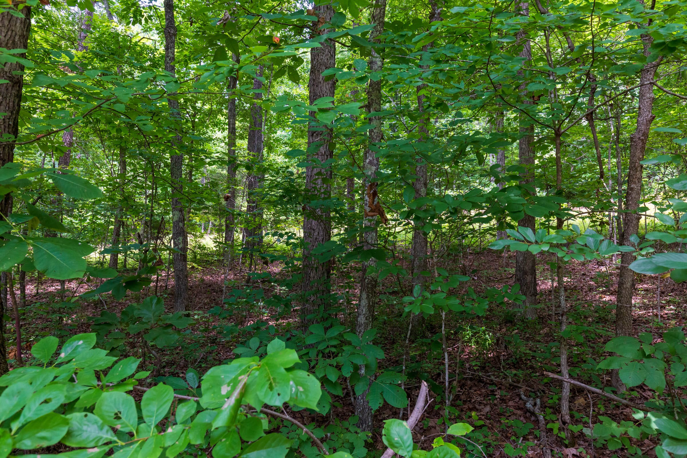 Cypress Ridge Tract 3 photo 8