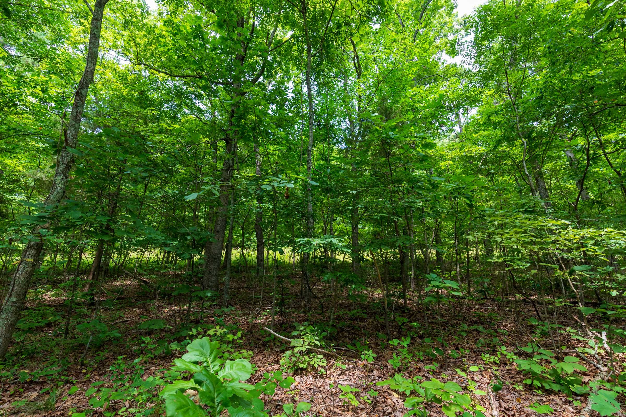 Cypress Ridge Tract 3 photo 10