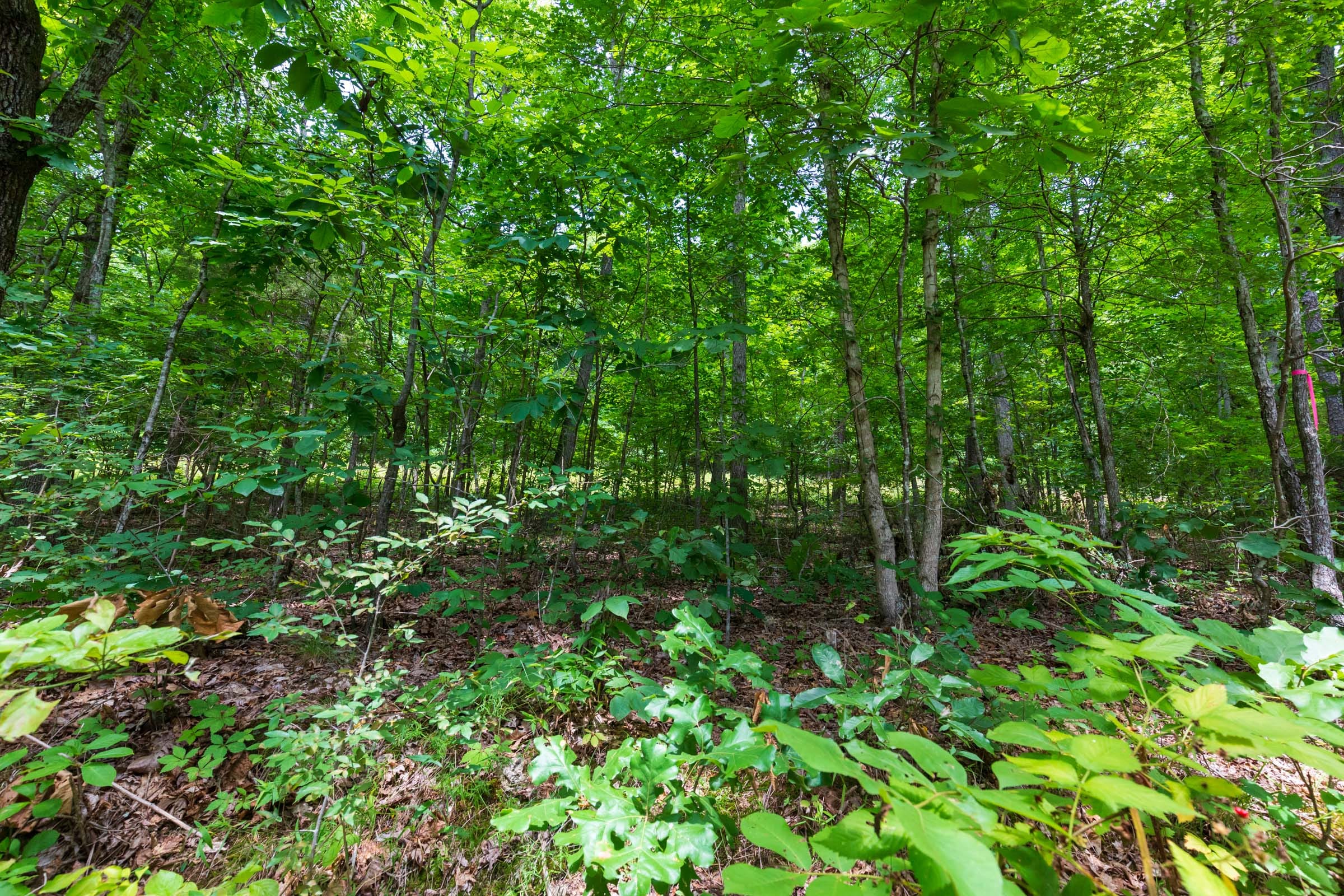 Cypress Ridge Tract 3 photo 11