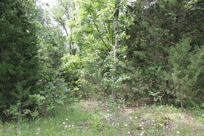 Cedar Ridge Ranch Tract 13 photo 2