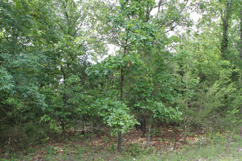 Cedar Ridge Ranch Tract 13 photo 3