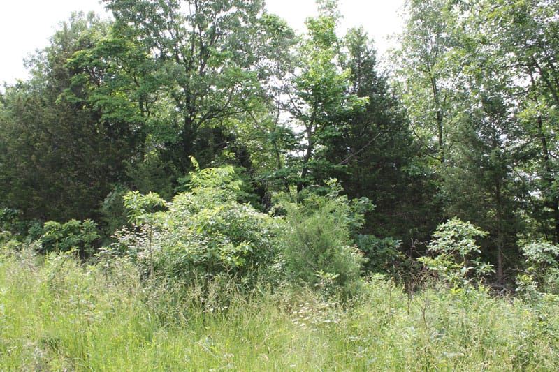 Cedar Ridge Ranch Tract 13 photo 4