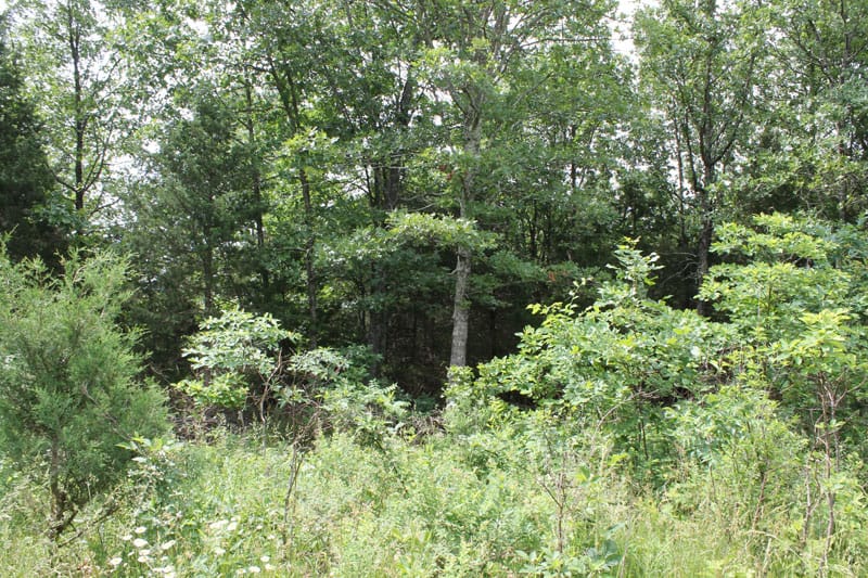 Cedar Ridge Ranch Tract 13 photo 5