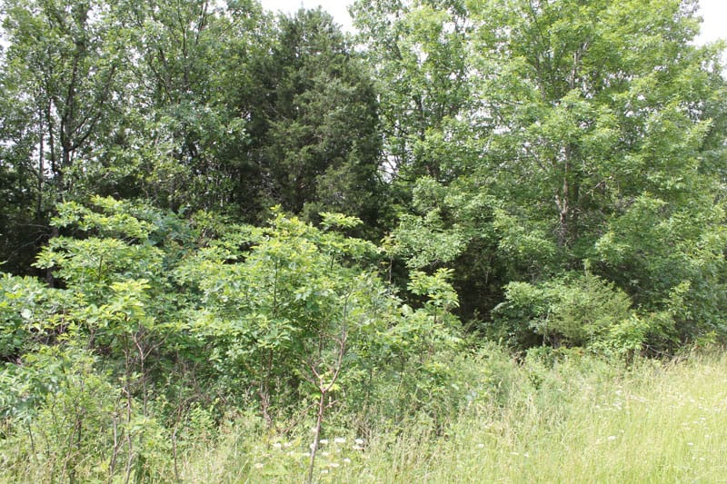 Cedar Ridge Ranch Tract 13 photo 6