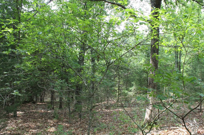 Cedar Ridge Ranch Tract 13 photo 7