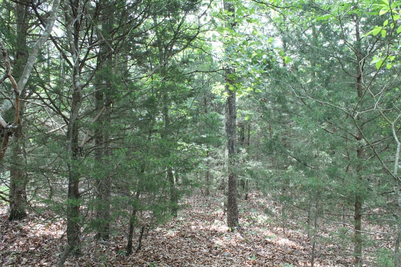 Cedar Ridge Ranch Tract 13 photo 8