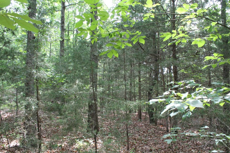 Cedar Ridge Ranch Tract 13 photo 9
