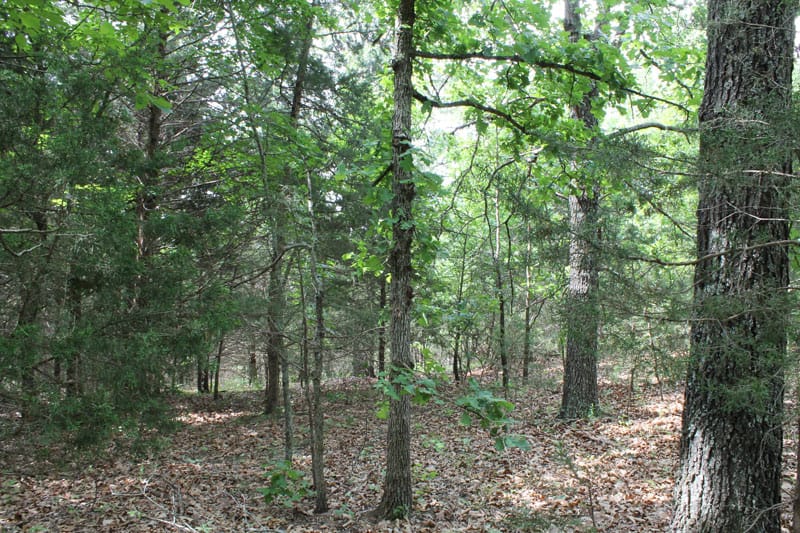 Cedar Ridge Ranch Tract 13 photo 10