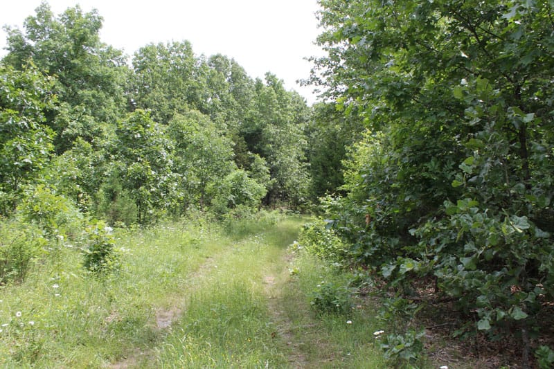 Cedar Ridge Ranch Tract 13 photo 11
