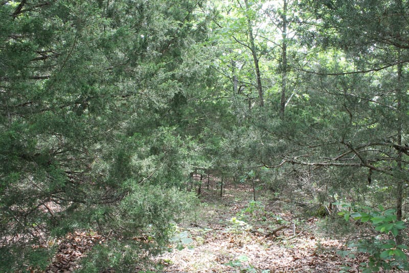 Cedar Ridge Ranch Tract 13 photo 12