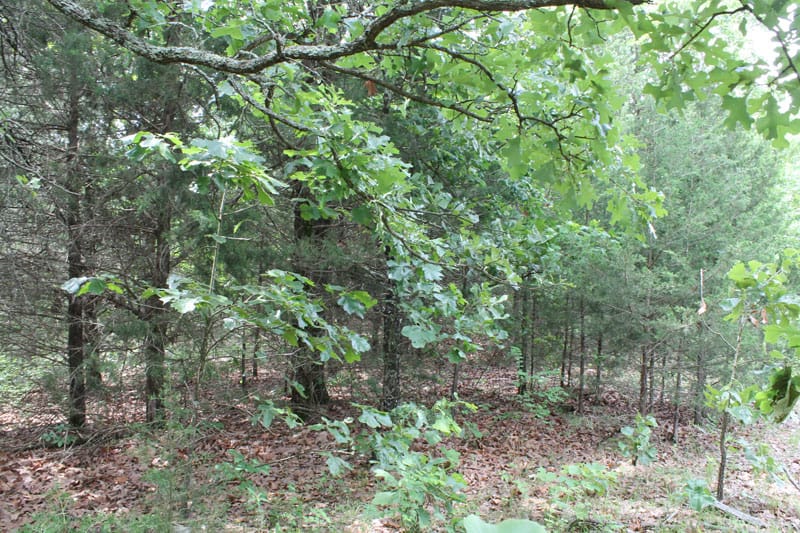 Cedar Ridge Ranch Tract 13 photo 13