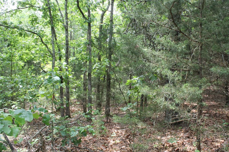 Cedar Ridge Ranch Tract 13 photo 14