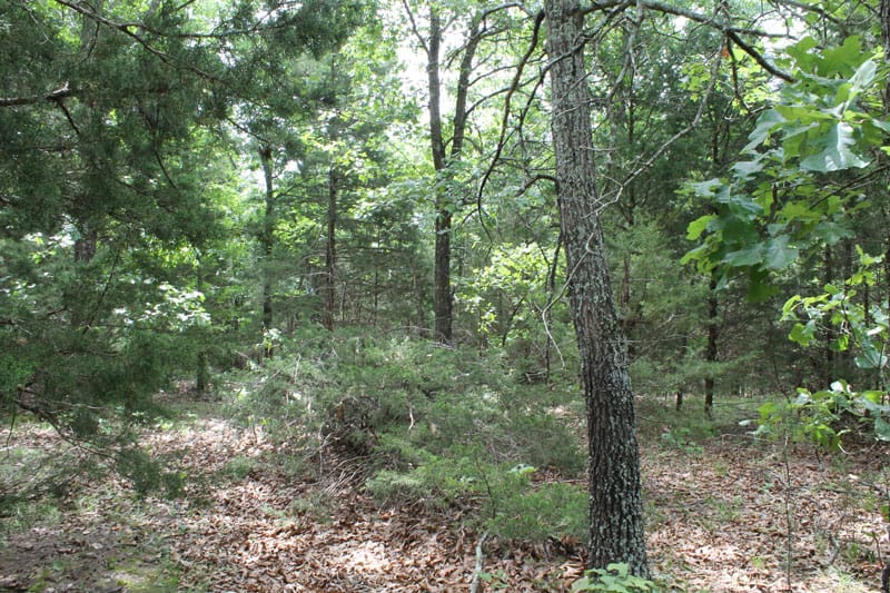Cedar Ridge Ranch Tract 13 photo 15