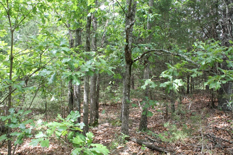 Cedar Ridge Ranch Tract 13 photo 16