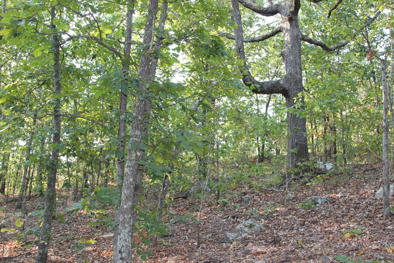 Trophy Ridge Phase I Tract 41 photo 5