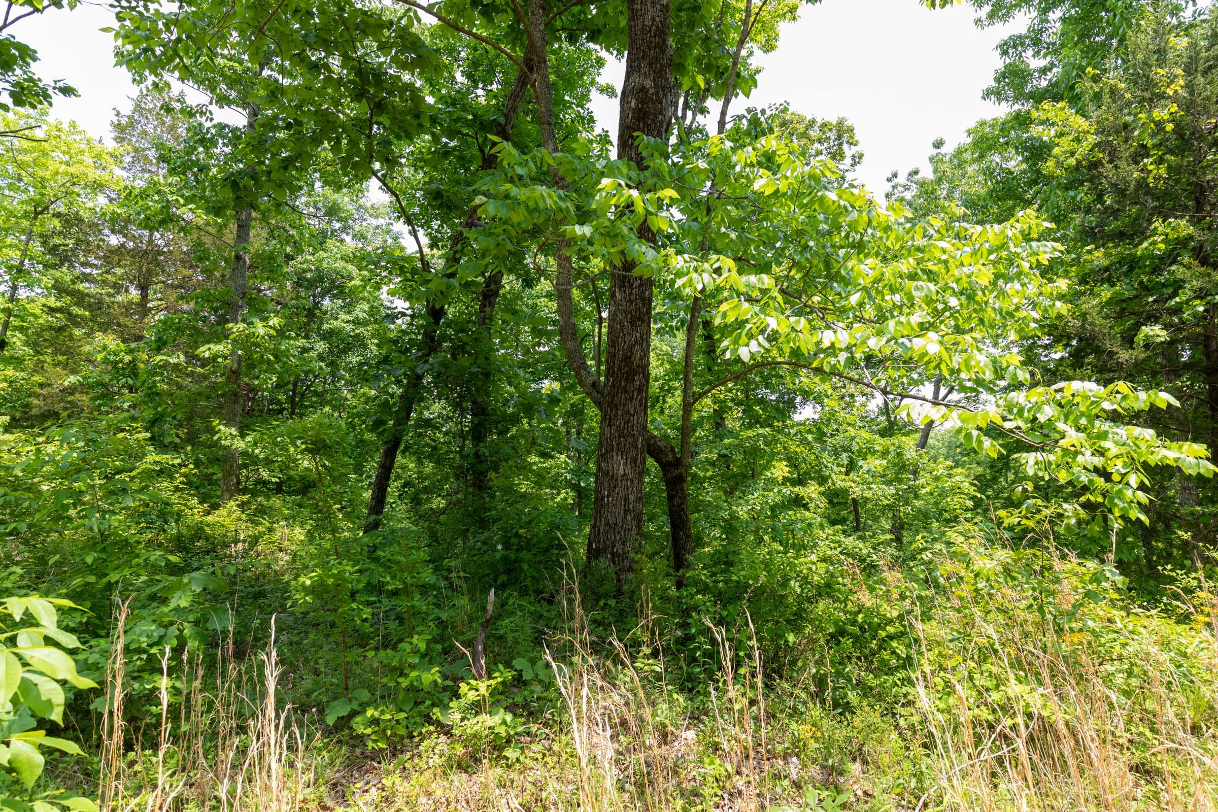 Cedar Creek Tract 13 photo 3