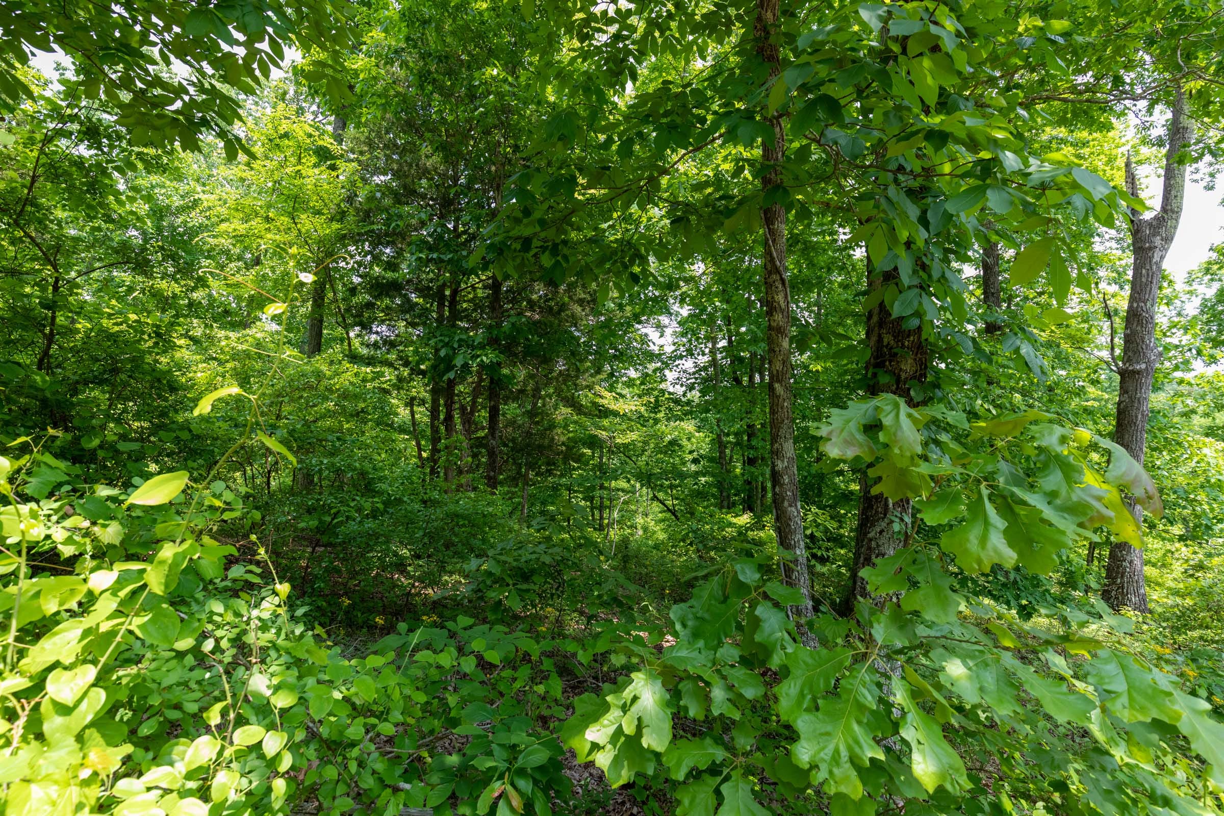 Cedar Creek Tract 13 photo 4