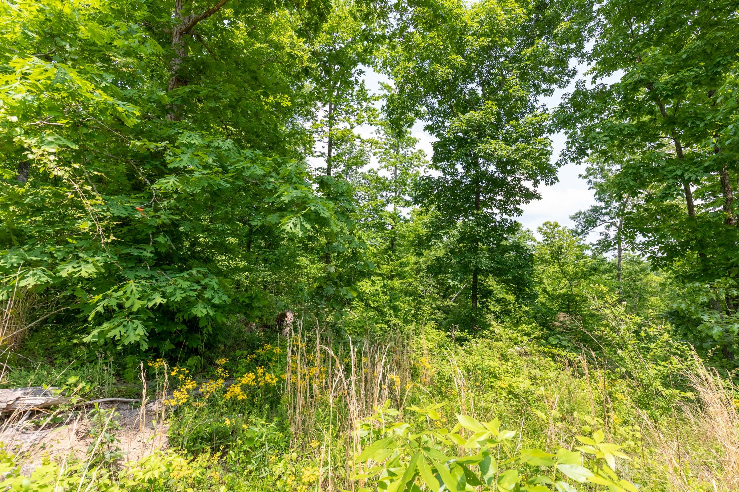 Cedar Creek Tract 13 photo 6