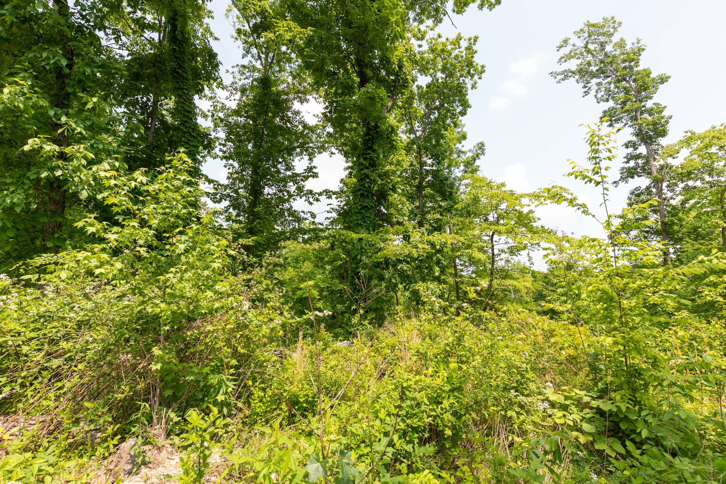 Cedar Creek Tract 13 photo 5