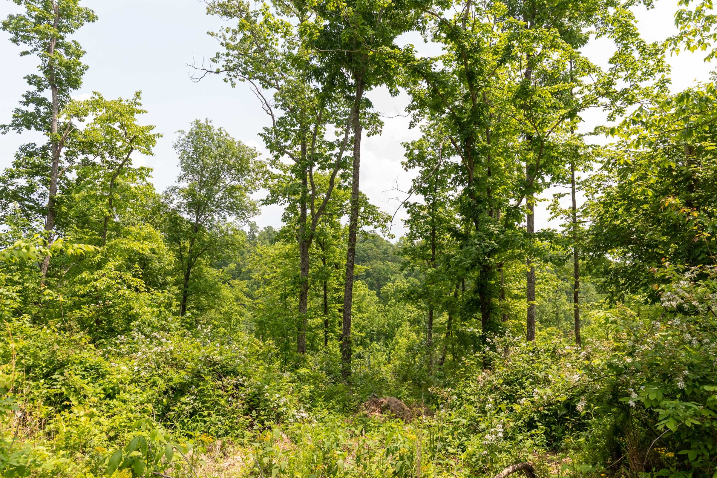 Cedar Creek Tract 13 photo 7