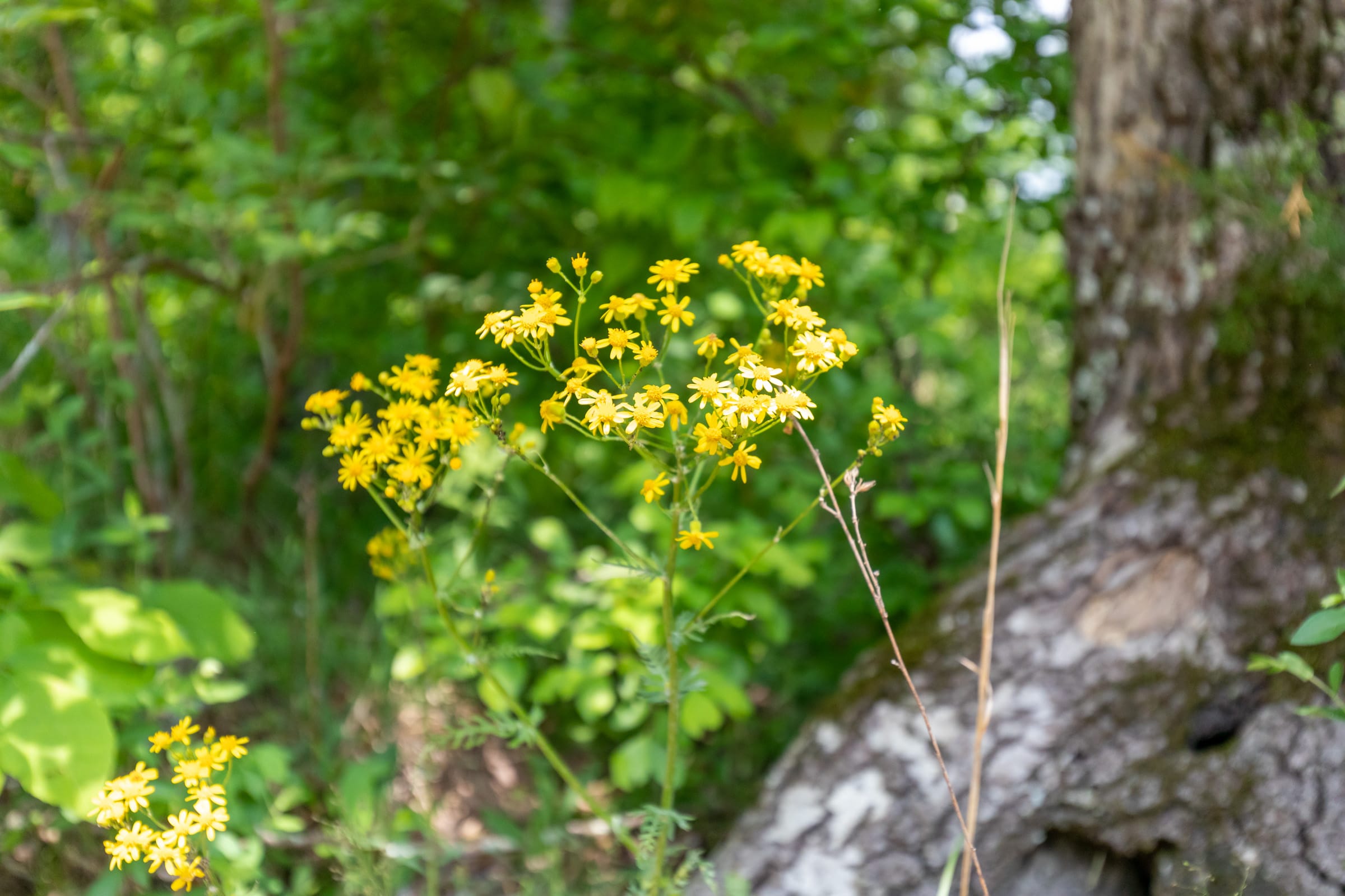 Cedar Creek Tract 13 photo 9