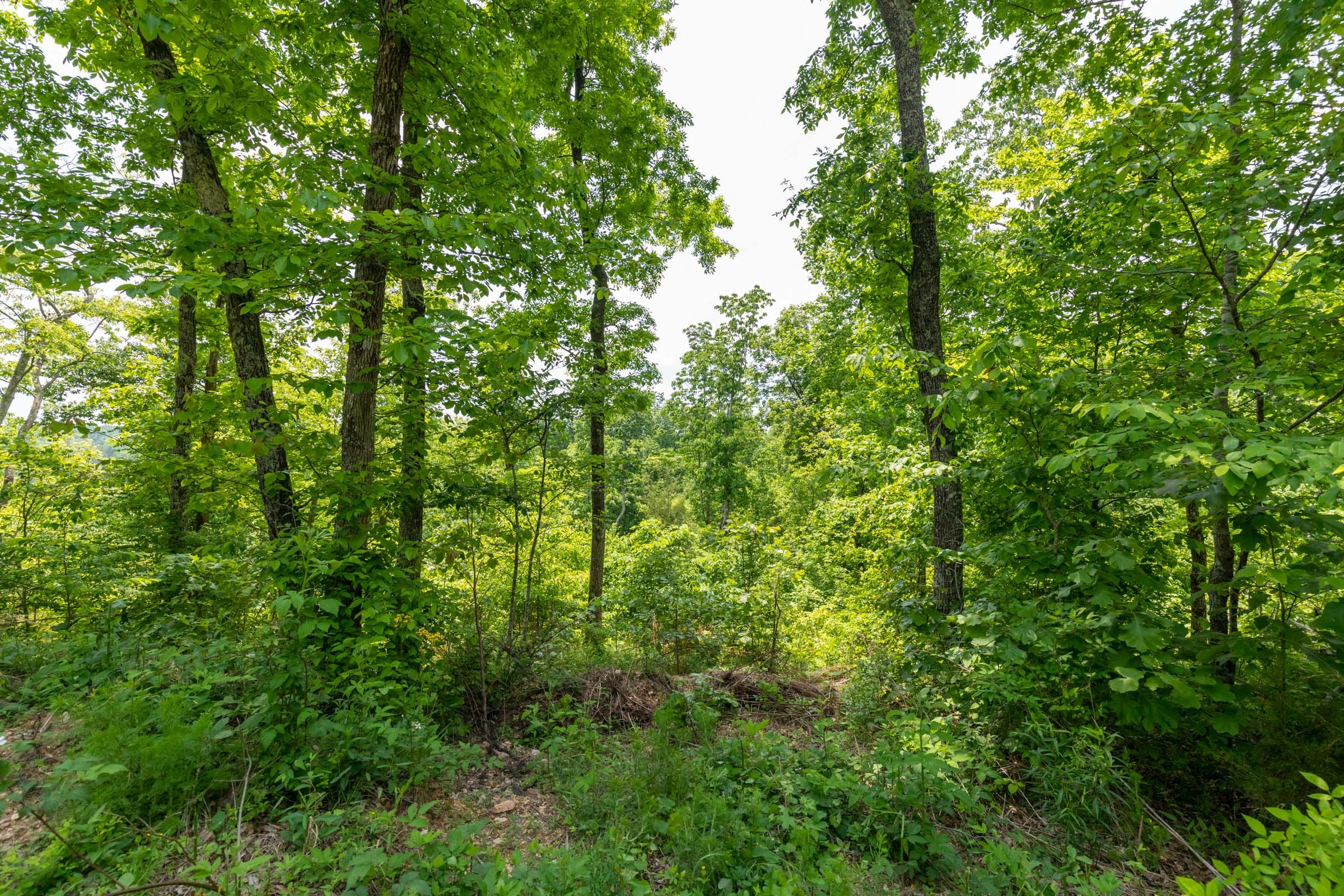 Cedar Creek Tract 13 photo 10
