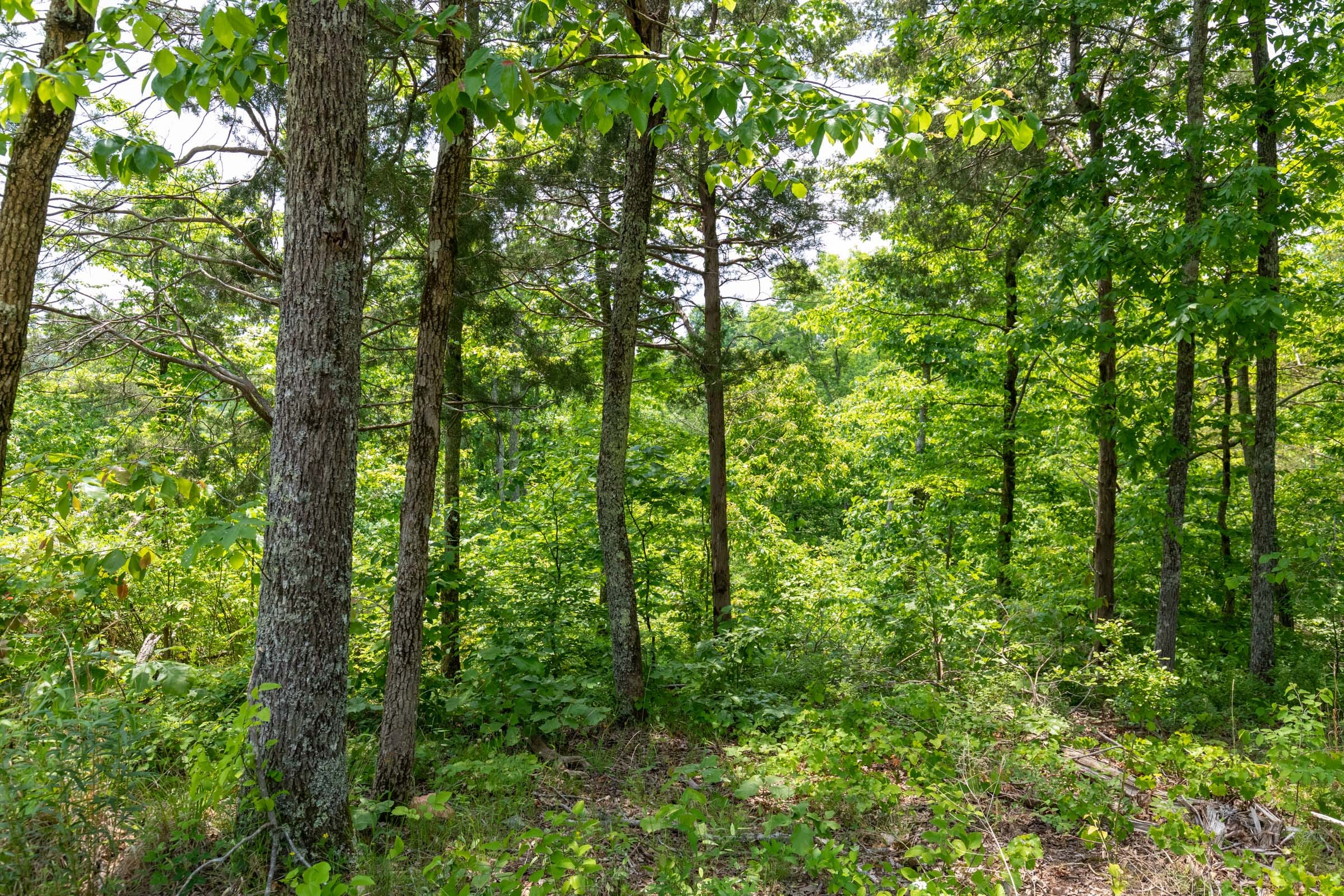 Cedar Creek Tract 13 photo 12