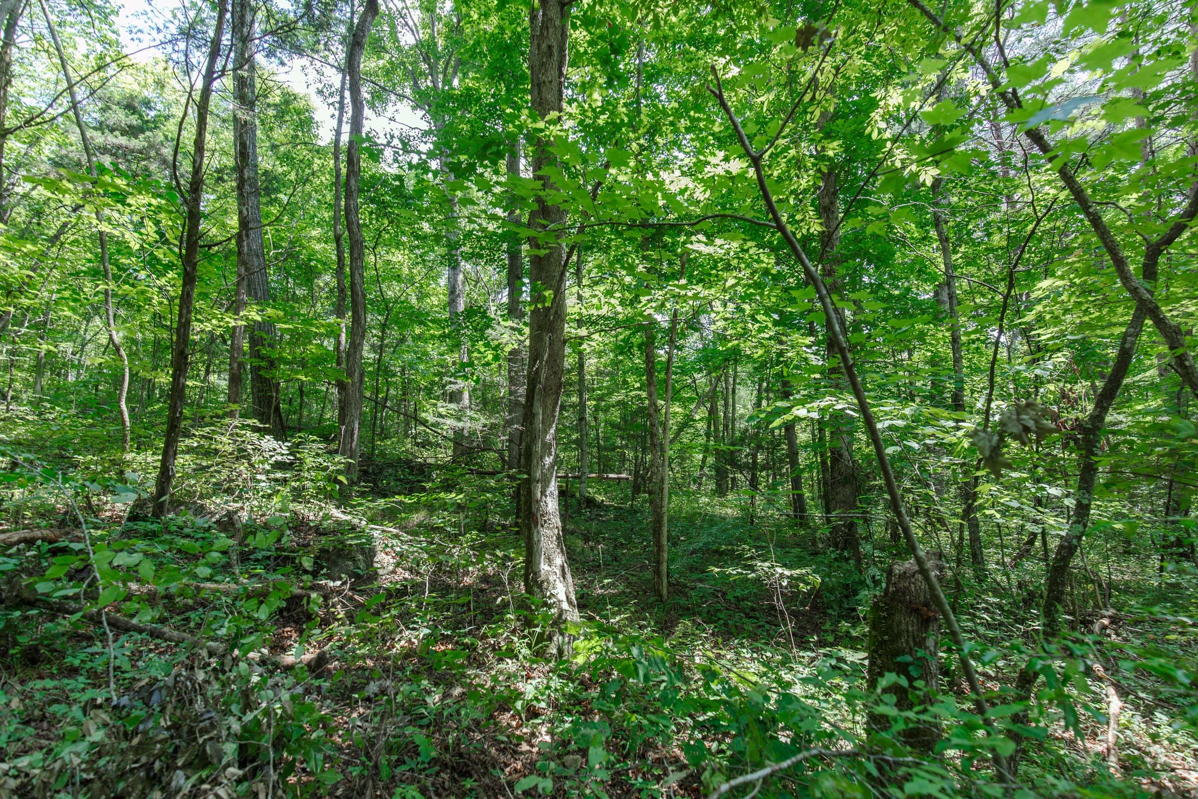 Rolling Hills Tract 8 photo 5