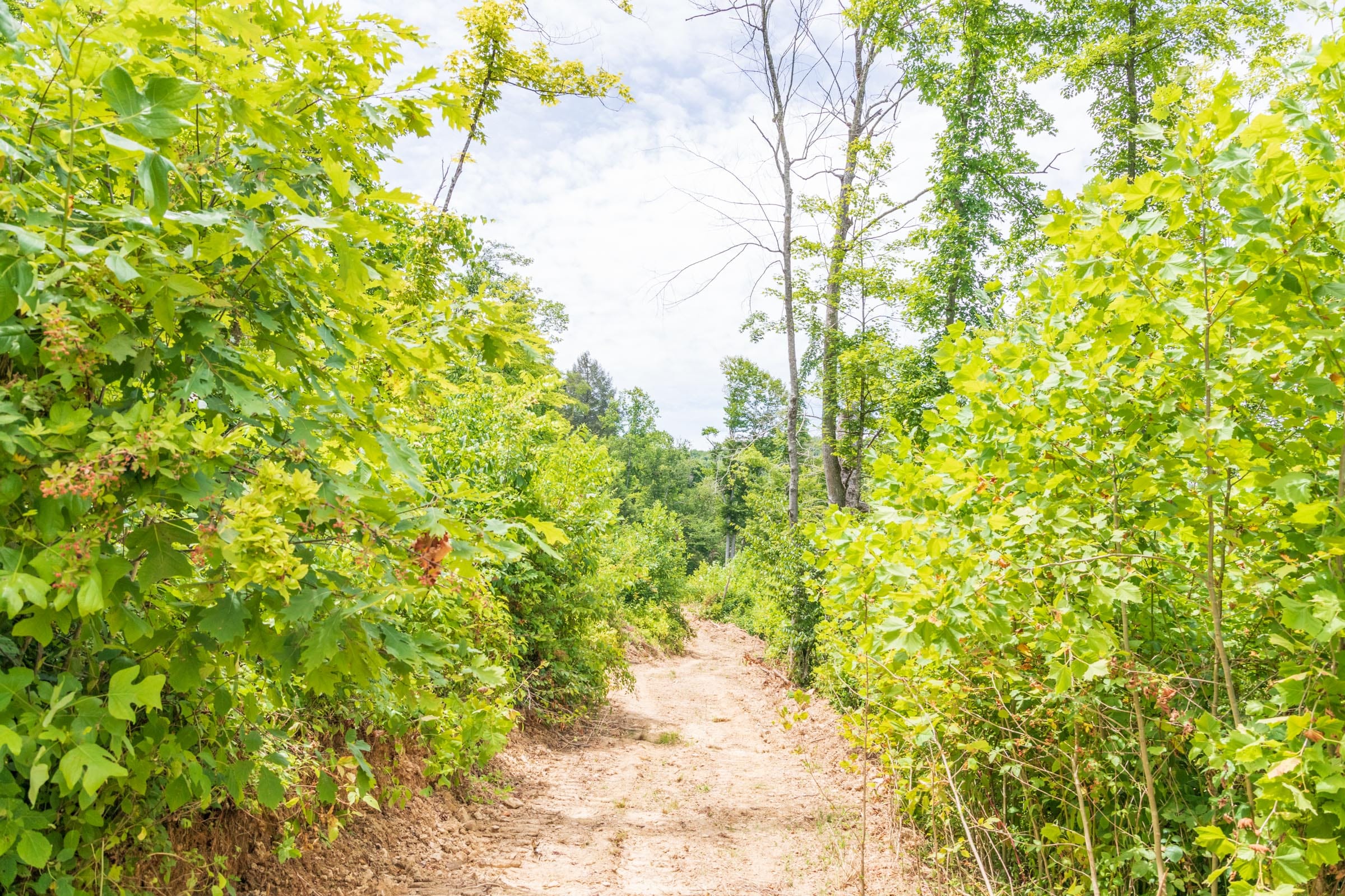 River’s Edge Tract 26 photo 5