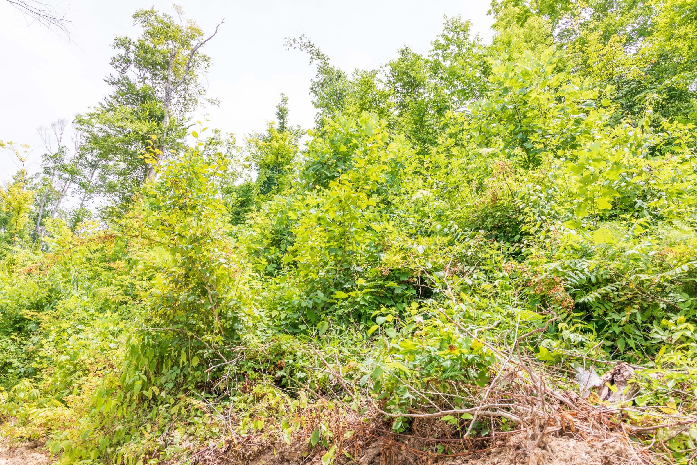 River’s Edge Tract 26 photo 2