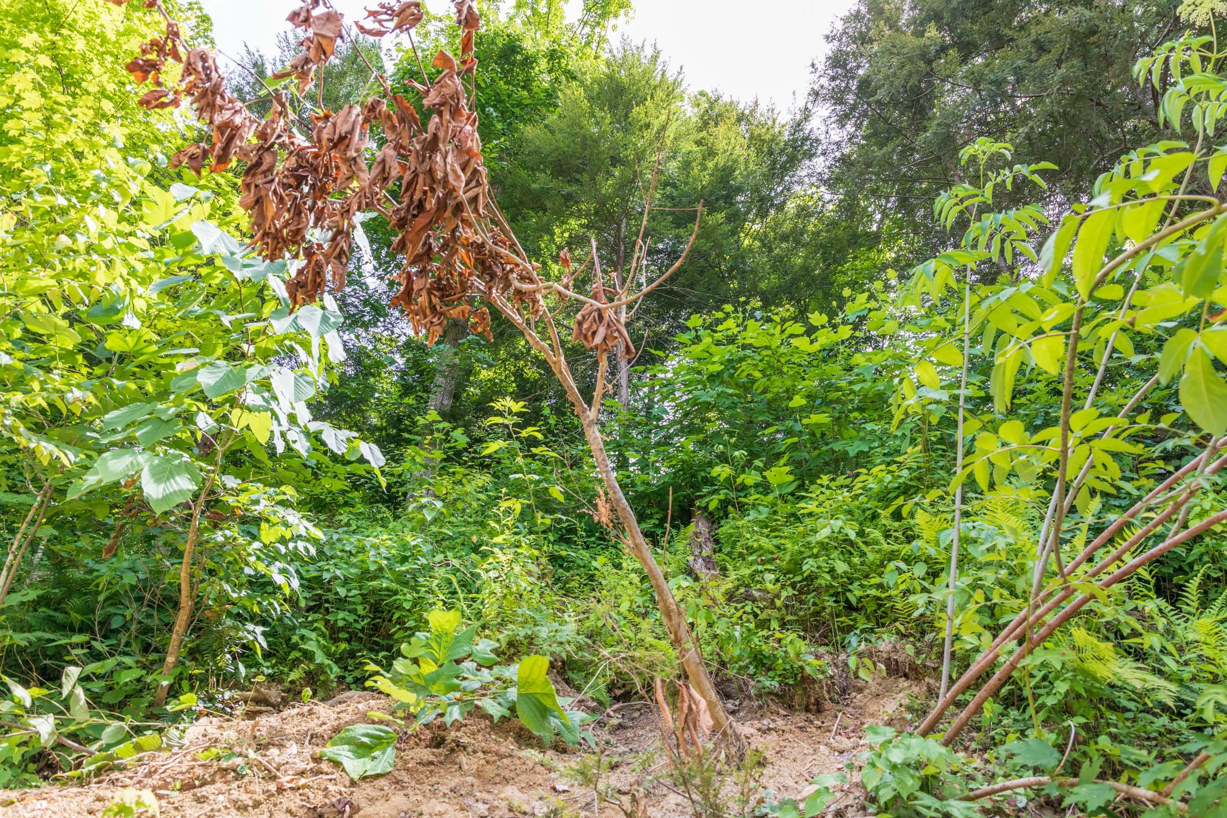 River’s Edge Tract 26 photo 6