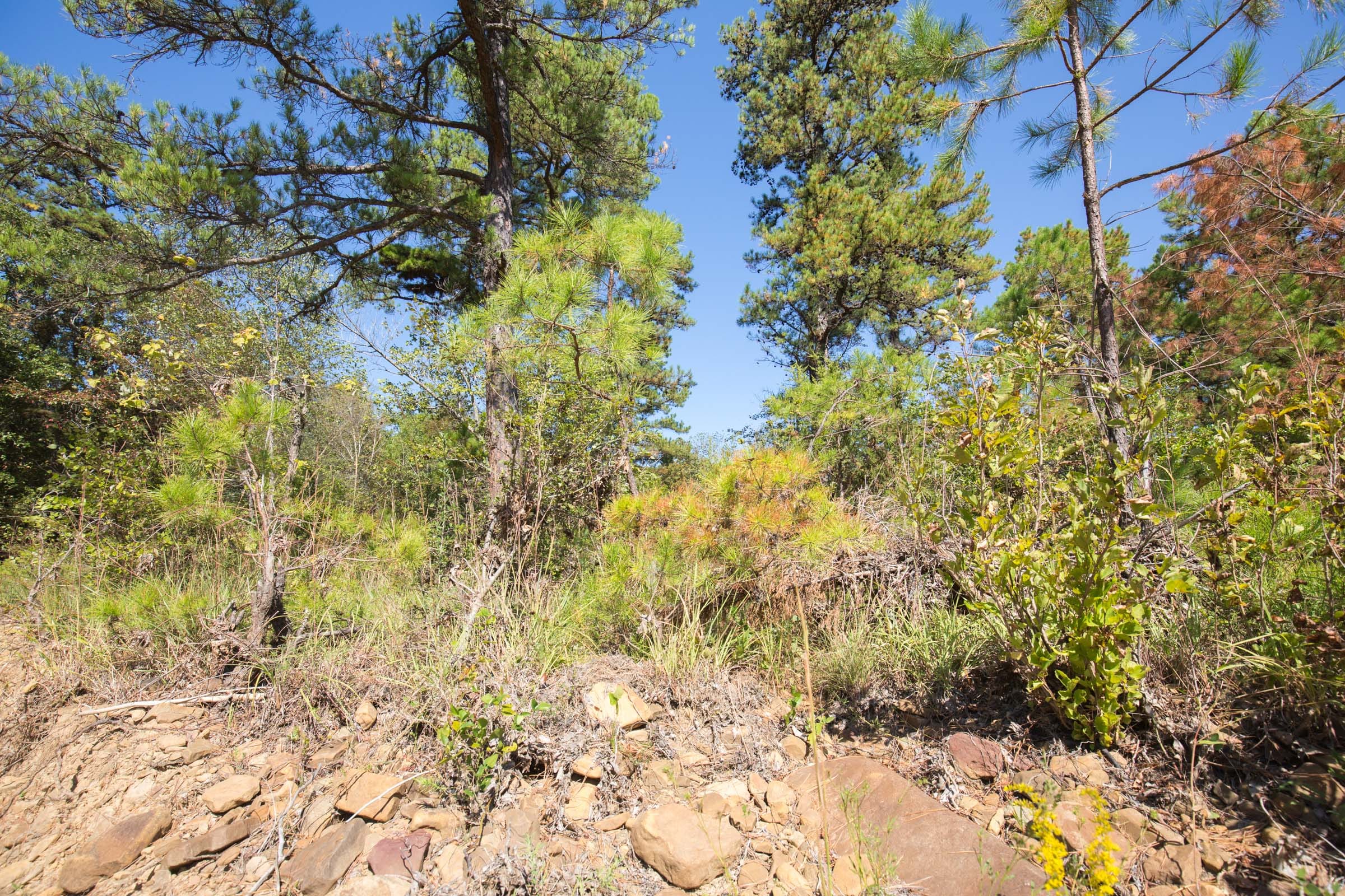 Stone Bridge Phase I Tract 19 photo 12