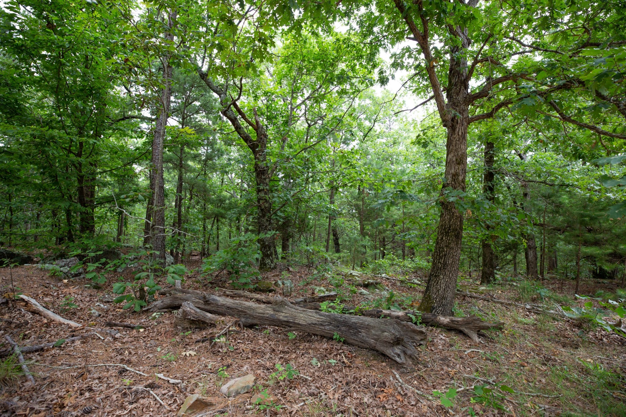 Eagle’s Nest Tract 80 photo 3