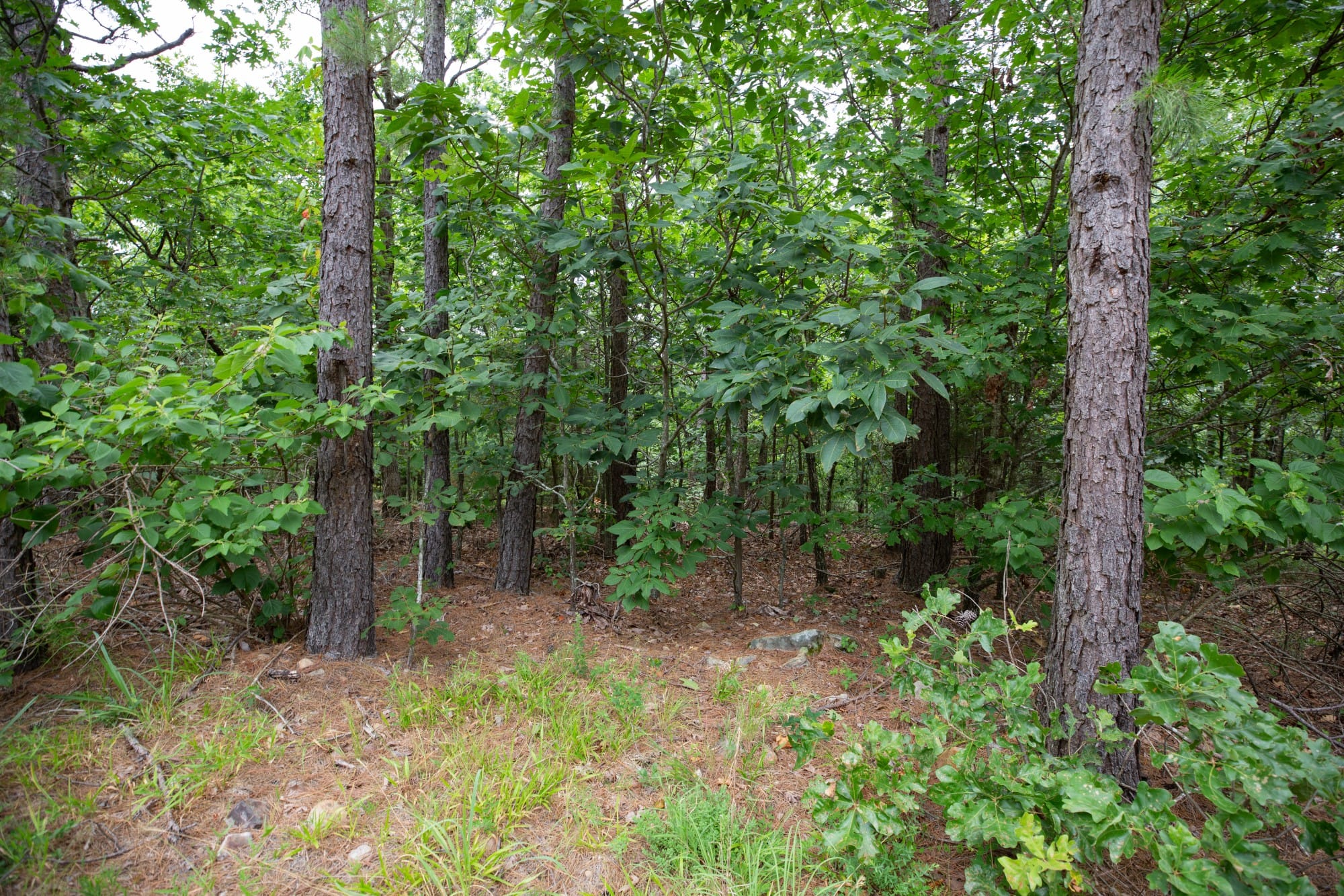 Eagle’s Nest Tract 80 photo 7