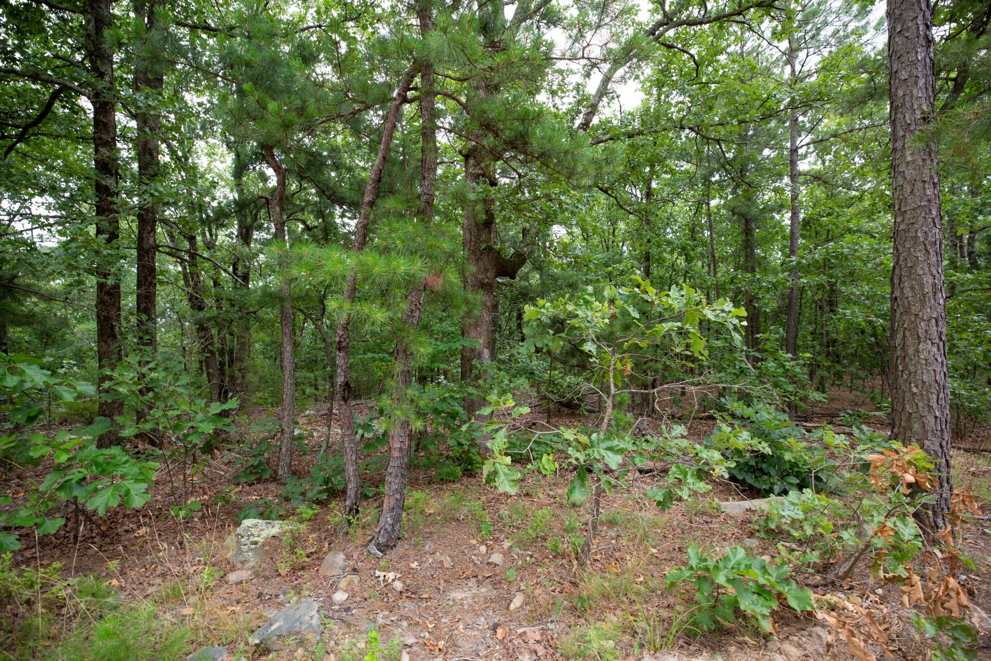 Eagle’s Nest Tract 80 photo 8
