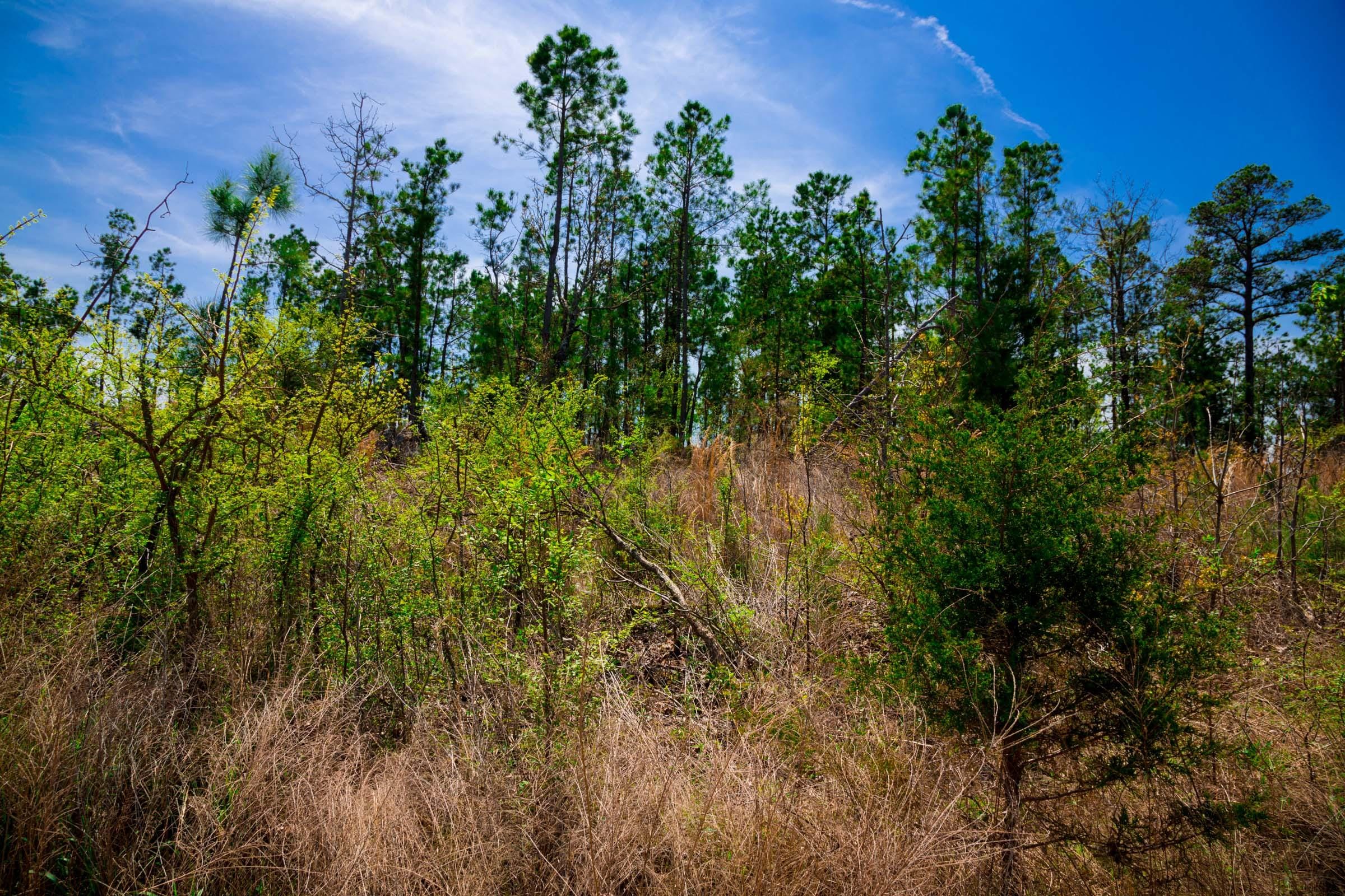Stone Creek Phase II Tract 249 photo 3