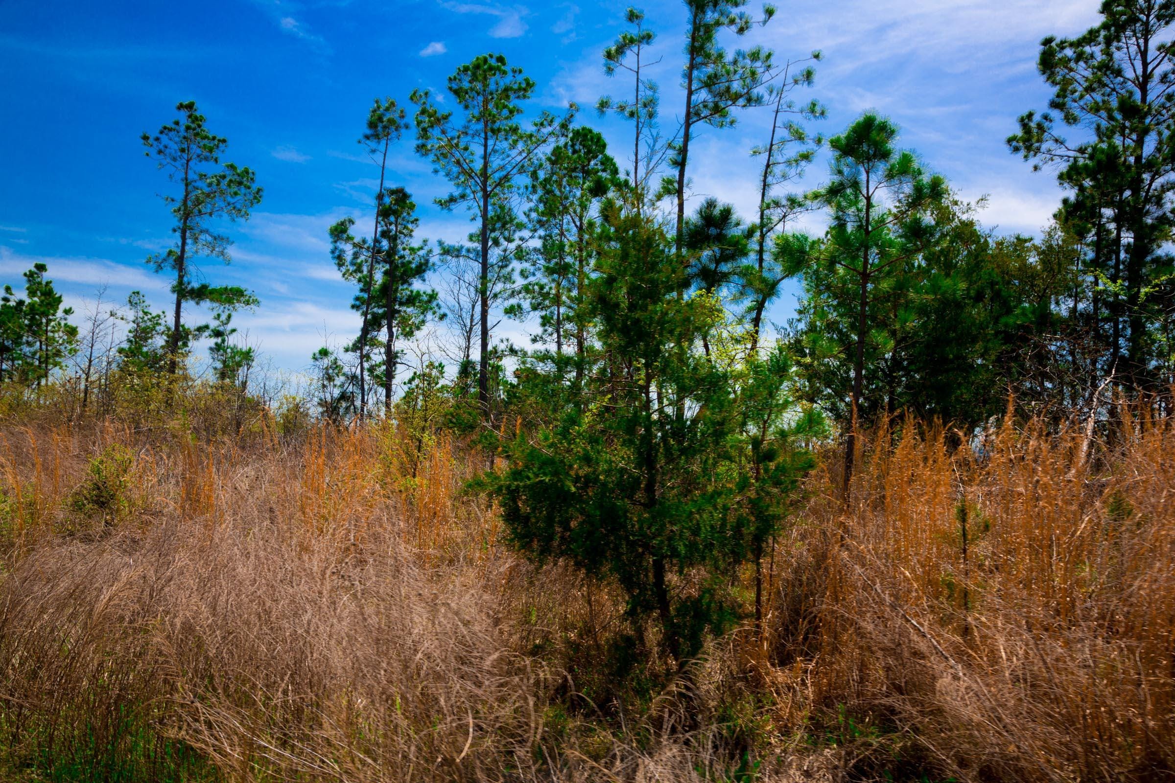 Stone Creek Phase II Tract 249 photo 5