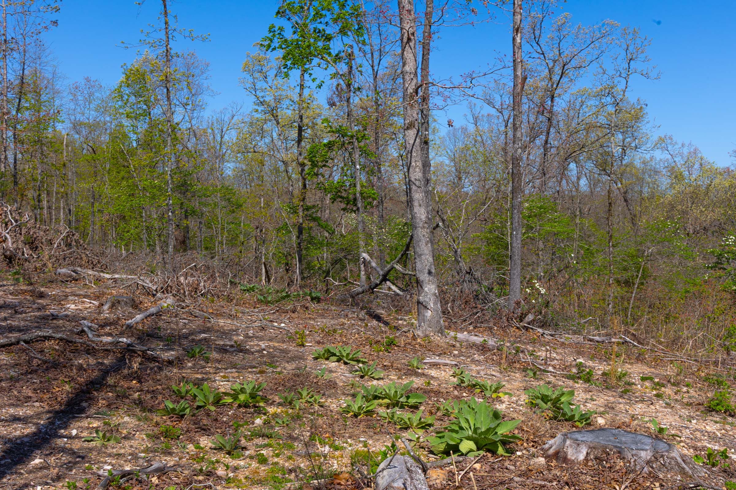 Lazybrook Tract 1 photo 5
