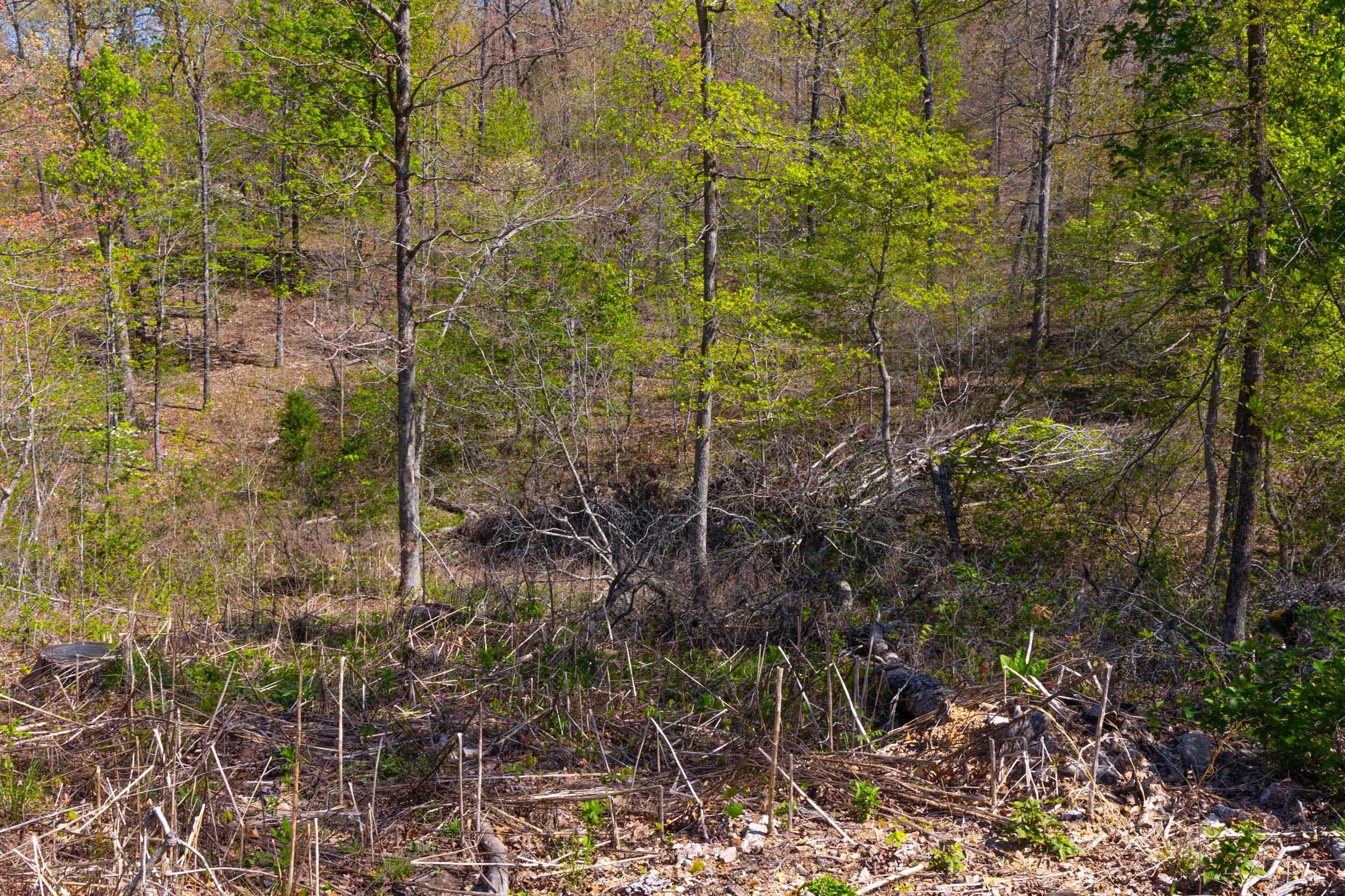 Lazybrook Tract 1 photo 6