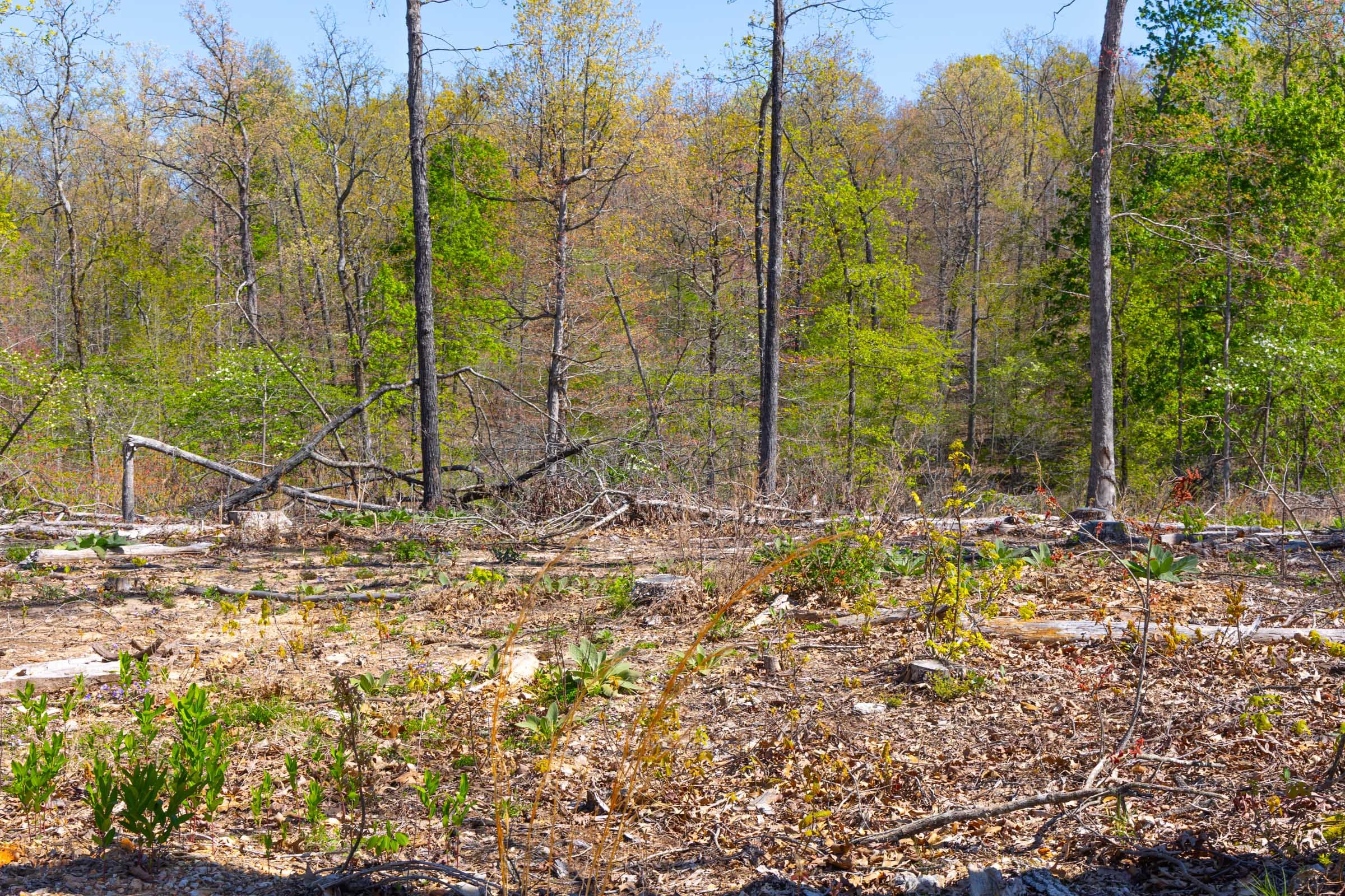 Lazybrook Tract 1 photo 8