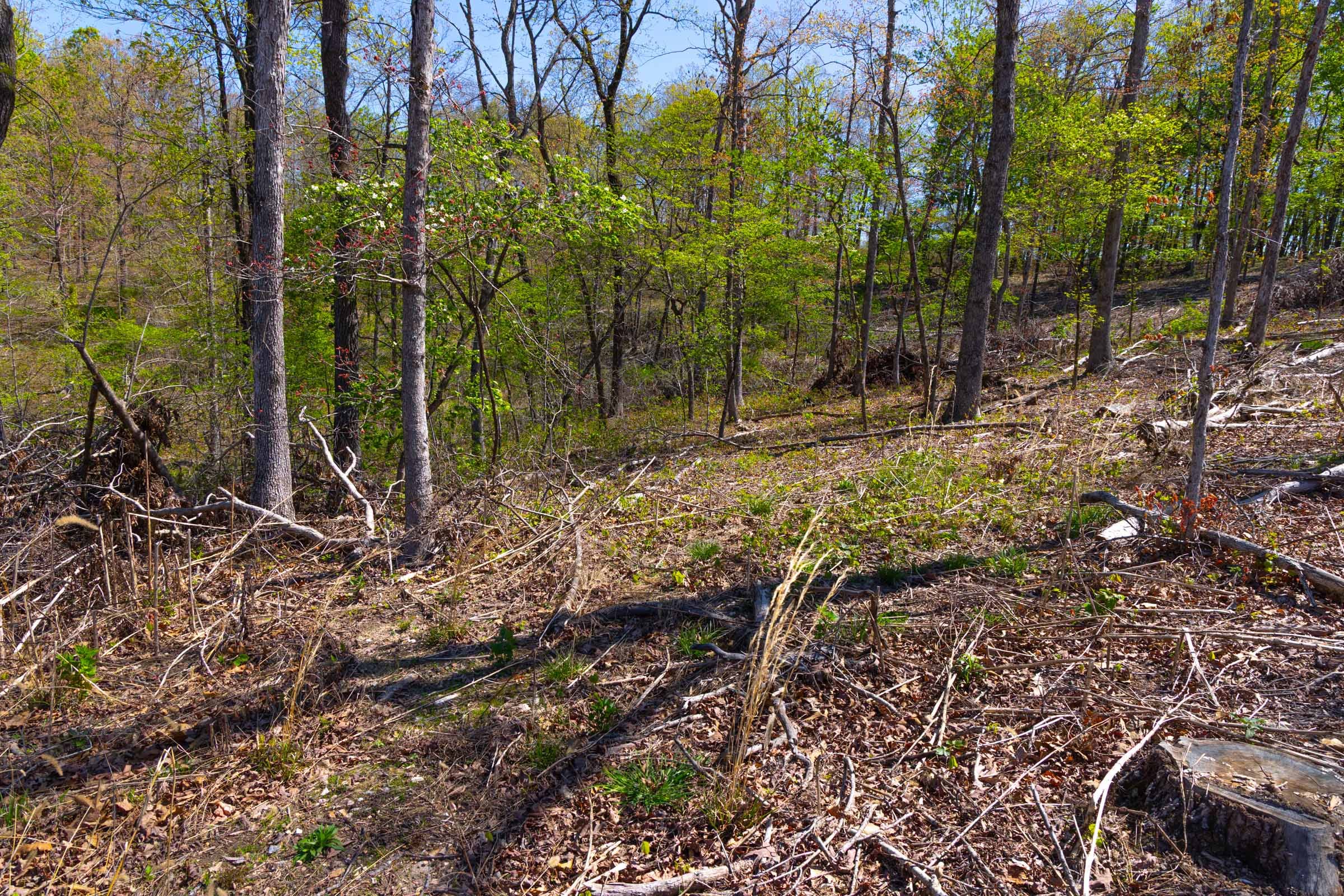 Lazybrook Tract 1 photo 9