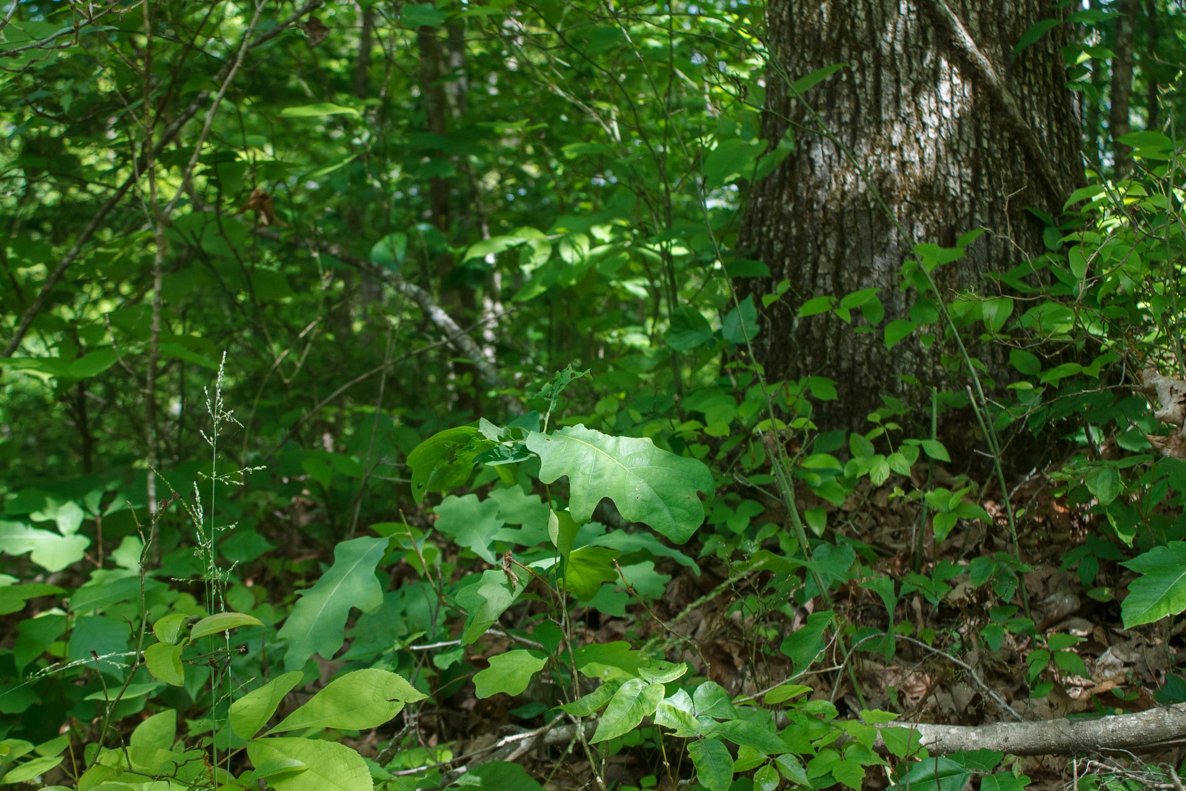 Riverbend Tract 1 photo 2
