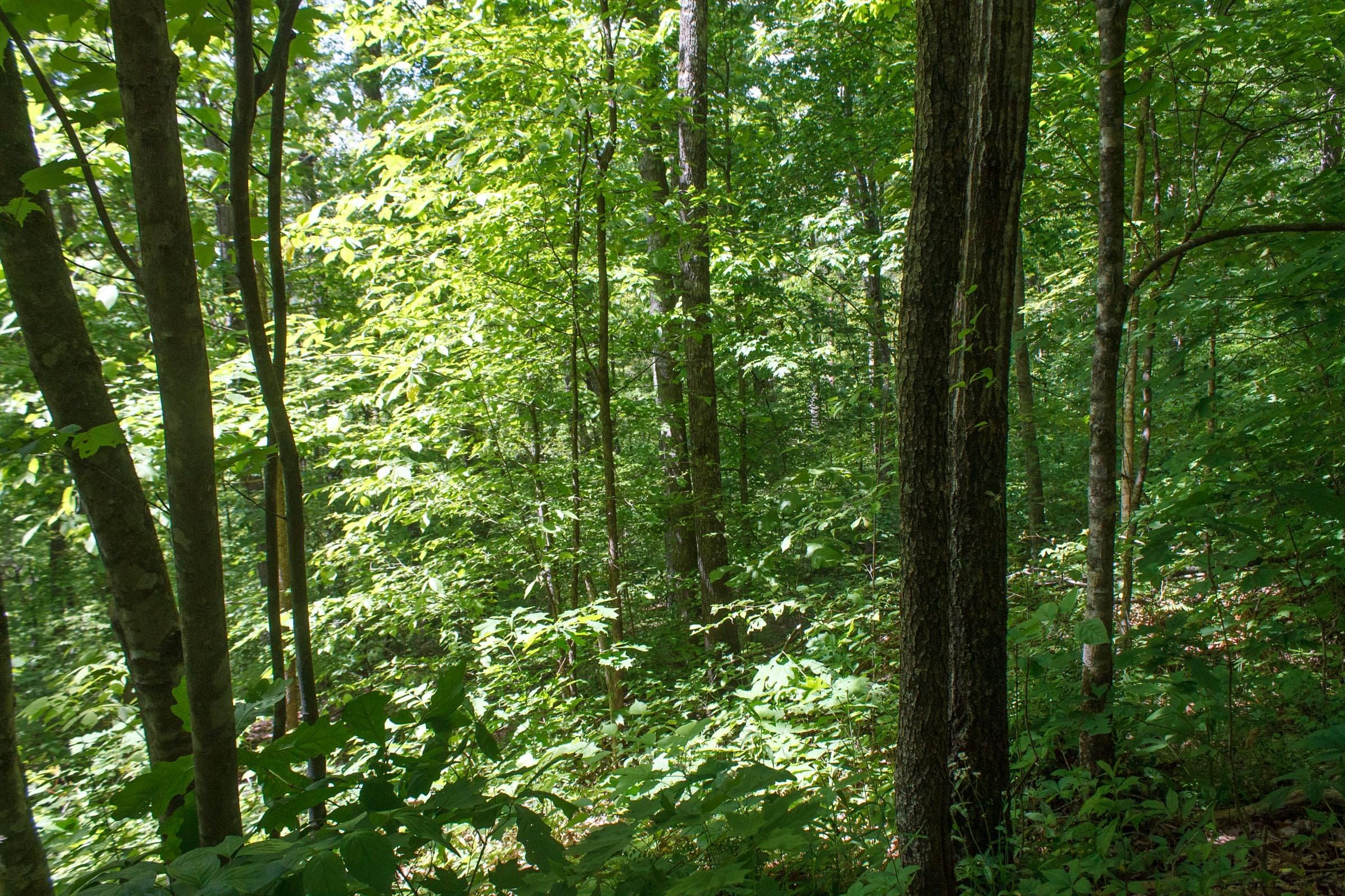 Riverbend Tract 1 photo 3