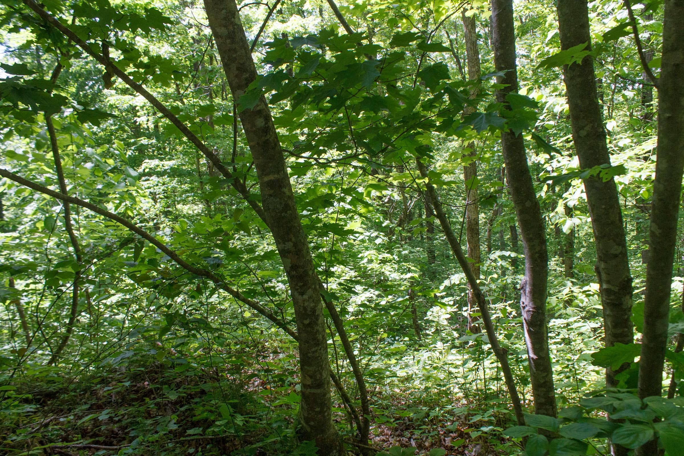 Riverbend Tract 1 photo 4