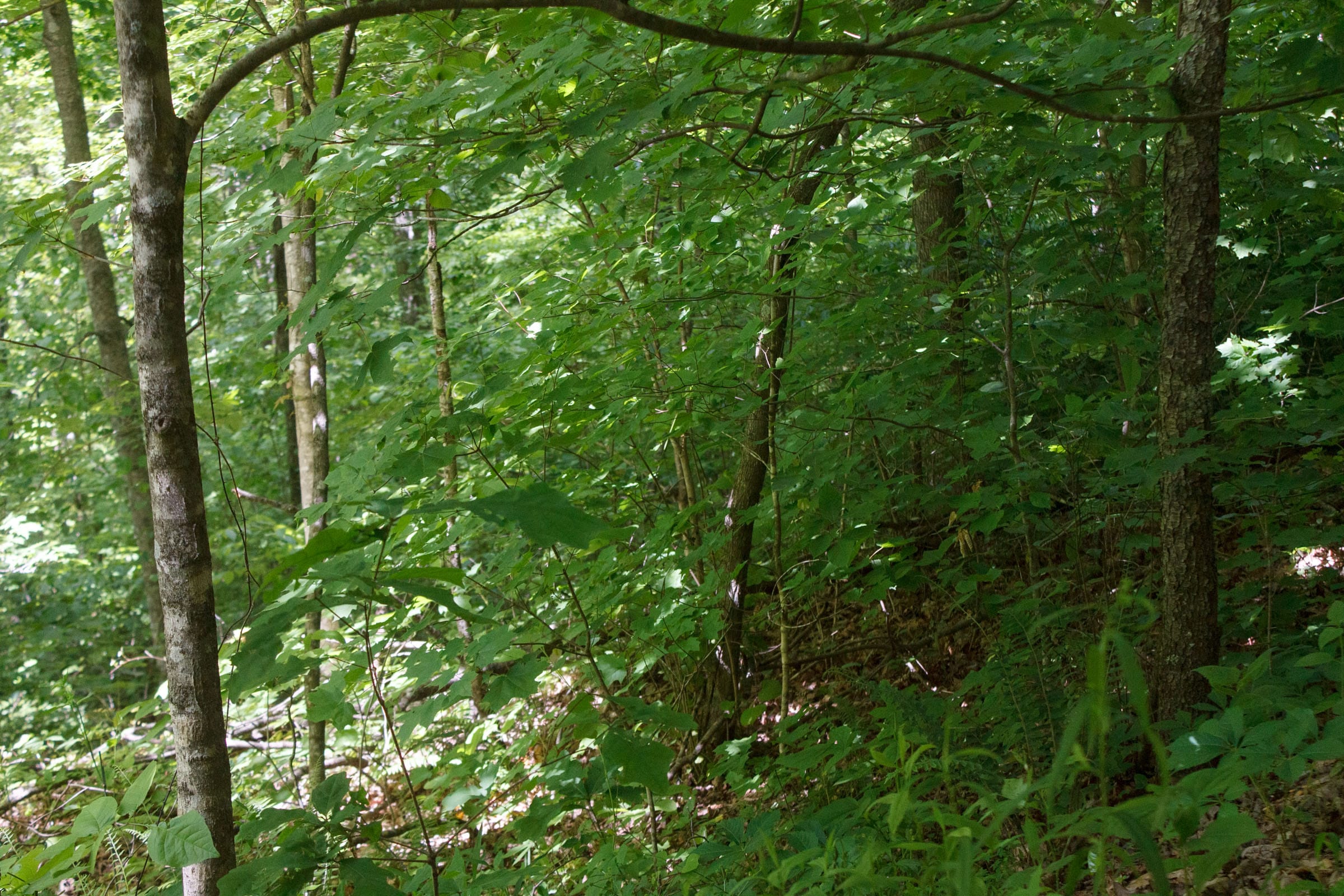 Riverbend Tract 1 photo 5
