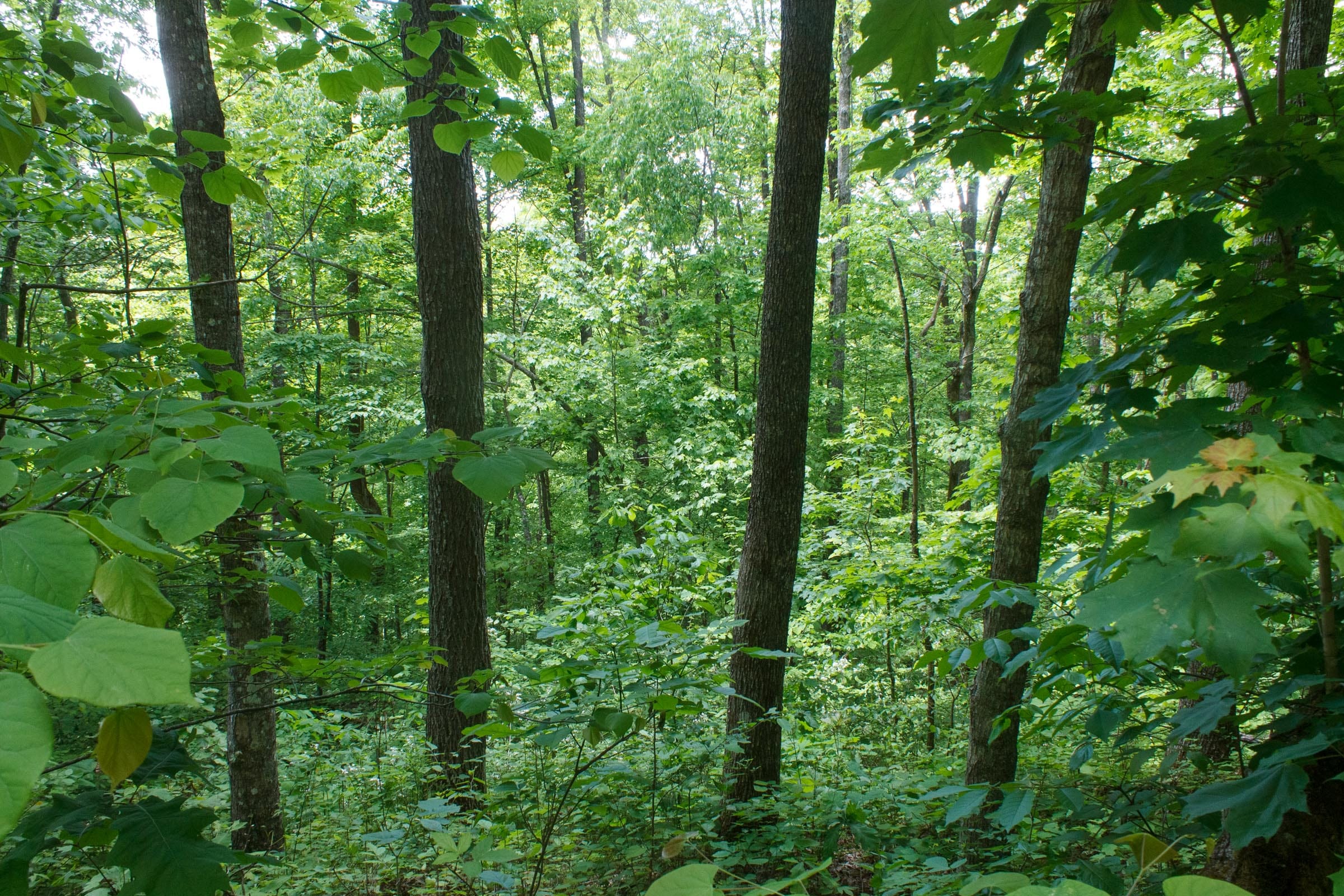 Riverbend Tract 1 photo 10